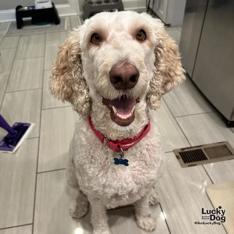 An adult extra large-sized female Golden Retriever dog named Rosie for adoption in Washington, DC
