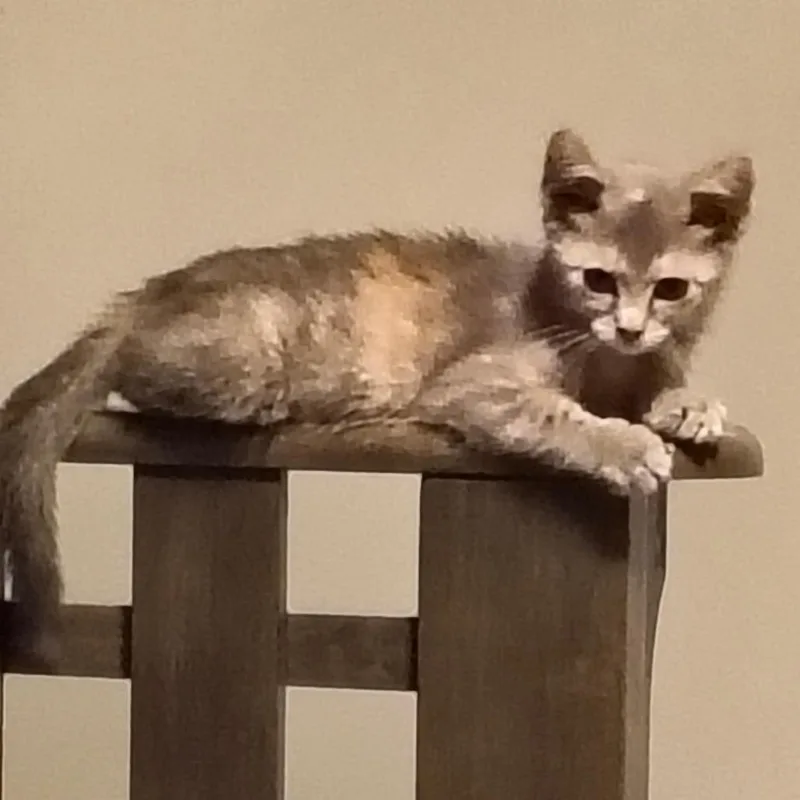 A baby small-sized female Tortoiseshell Domestic Short Hair cat named Artemis for adoption in Springfield, IL