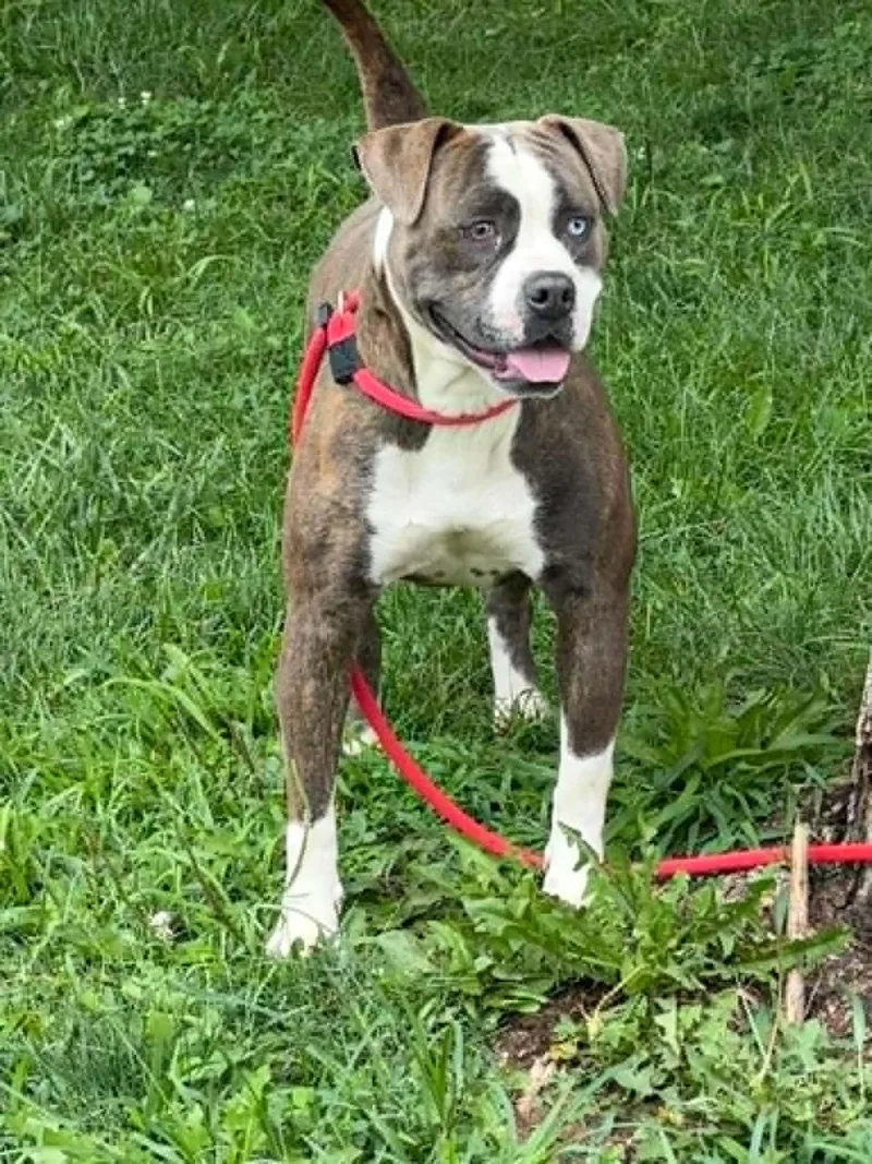 An adult medium-sized female Brindle American Bulldog dog named Gypsy for adoption in Springfield, IL