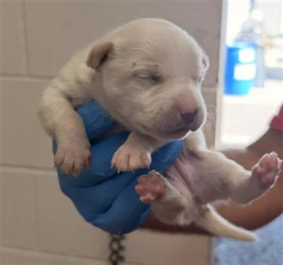 A baby small-sized female Chihuahua dog named Sofia for adoption in San Bernardino, CA