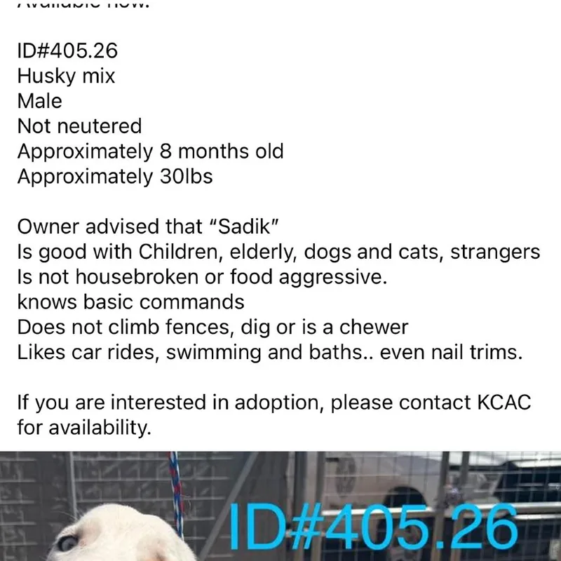 A young medium-sized male Gray / Blue / Silver Australian Shepherd dog named Sadik Kcac . for adoption in Kerrville, TX