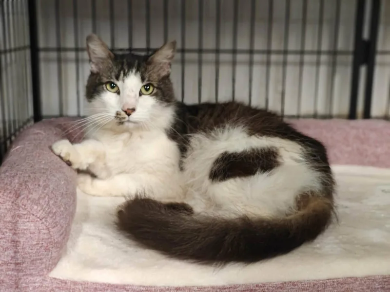 An adult medium-sized male Gray & White Domestic Long Hair cat named Marlin for adoption in Royal Palm Beach, FL