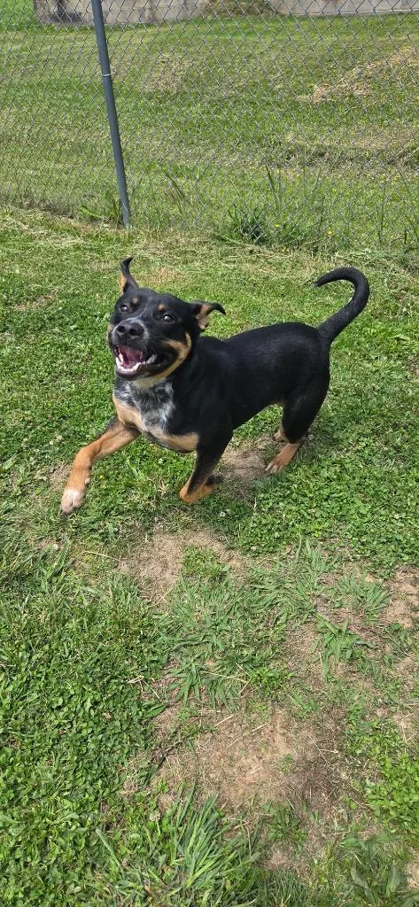 Atlas