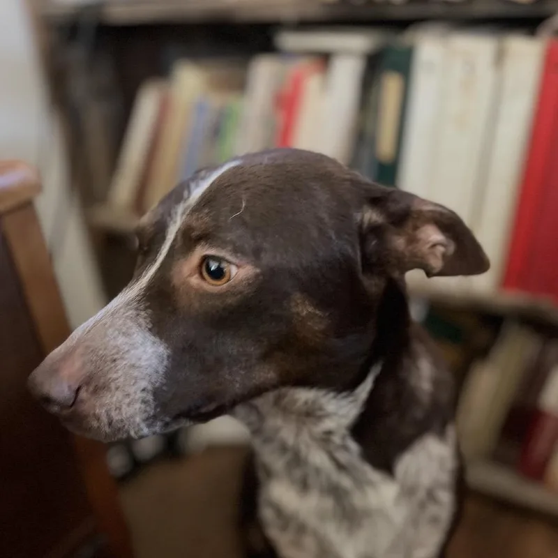 A young medium-sized male Cattle Dog dog named Buddy for adoption in Spring, TX