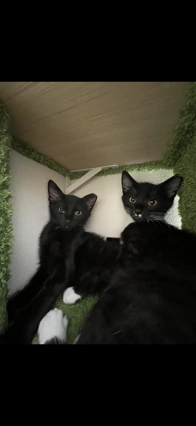 A baby medium-sized male Domestic Short Hair cat named Mustachia & Boyd for adoption in Des Moines , WA