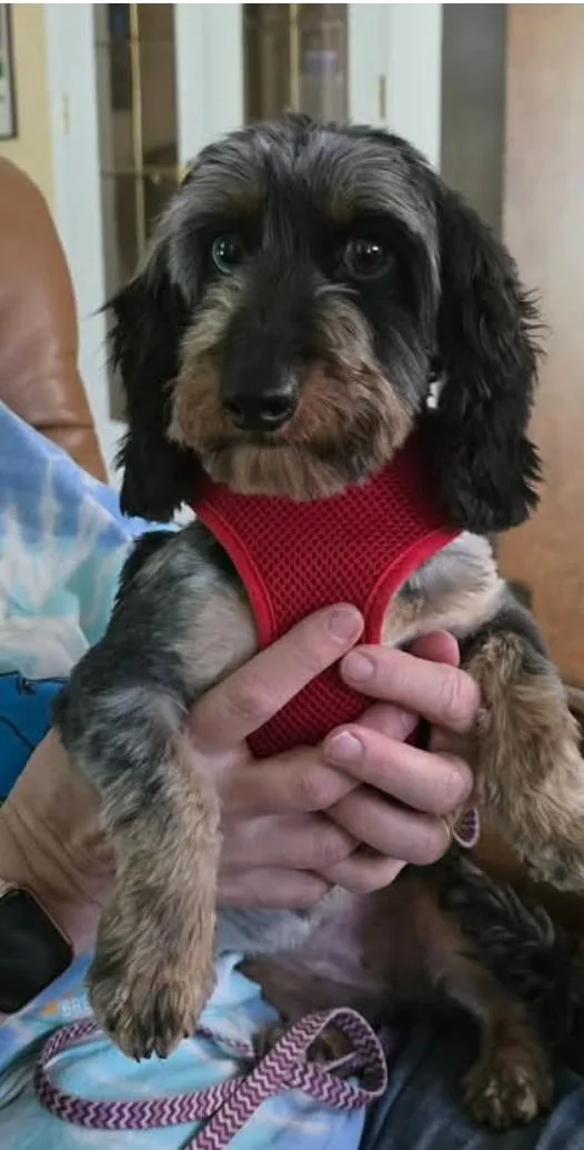 Lola thumbnail 2