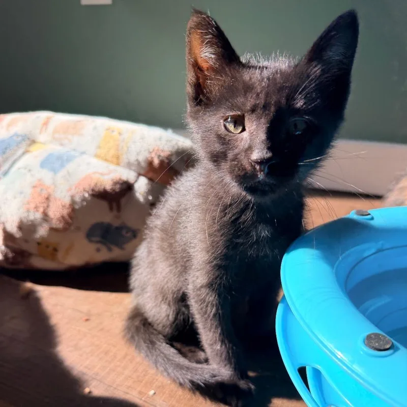 A baby small-sized female Black Domestic Short Hair cat named Bowser for adoption in Tacoma, WA
