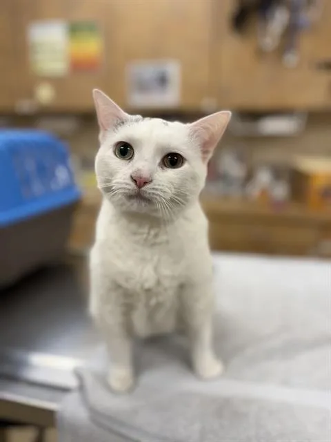 An adult small-sized female Domestic Short Hair cat named Tremaine for adoption in Aliquippa, PA
