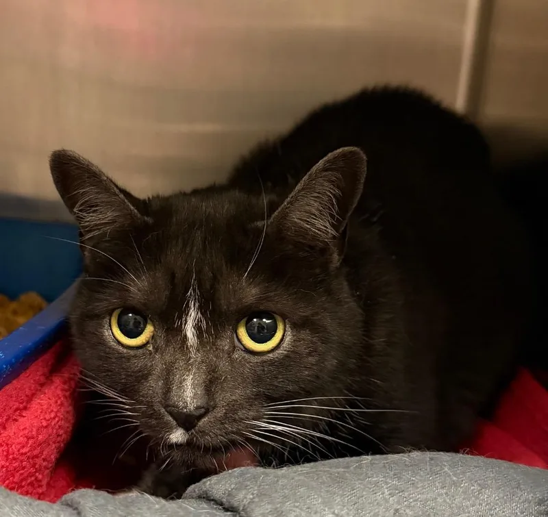 An adult small-sized female Domestic Short Hair cat named Little Bit for adoption in Ocala, FL