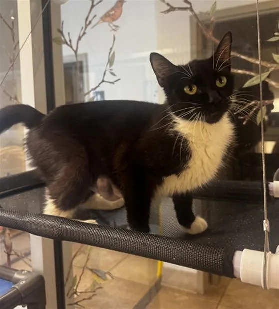 A young medium-sized female Domestic Short Hair cat named Smooshie for adoption in Statesville, NC