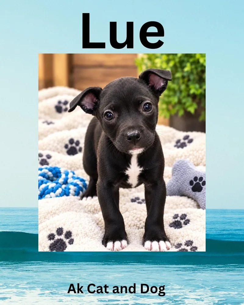 A baby small-sized male American Staffordshire Terrier dog named Lue for adoption in Wasilla, AK