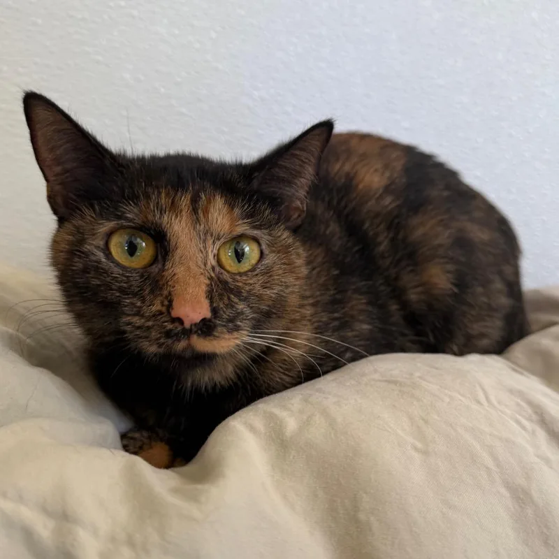 An adult medium-sized female Tortoiseshell American Shorthair cat named Starburst for adoption in Spring Hill, KS