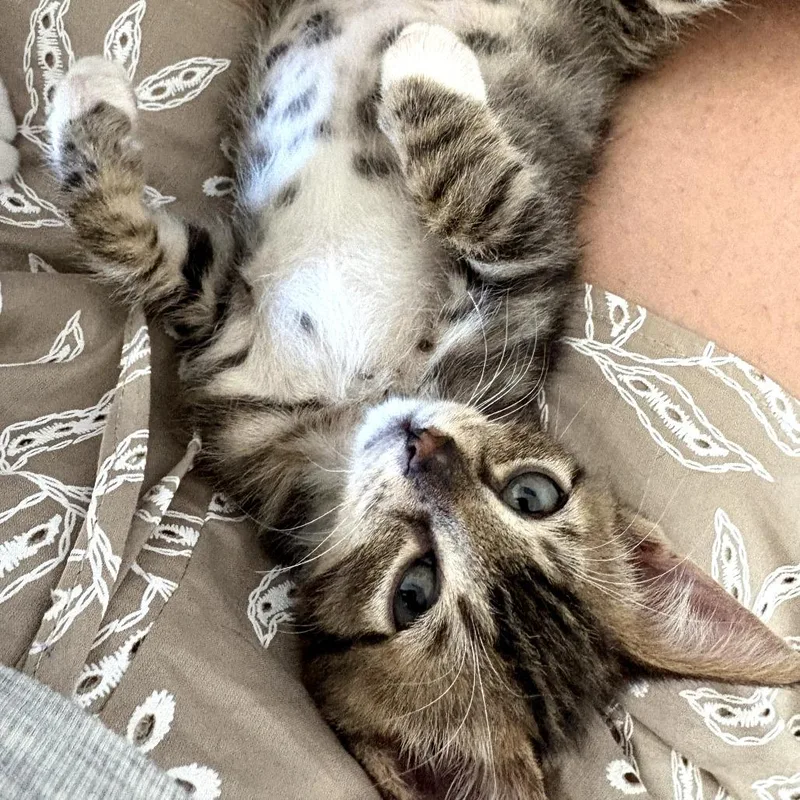 A baby small-sized male Brown / Chocolate Domestic Short Hair cat named Alvin for adoption in Pleasanton, CA