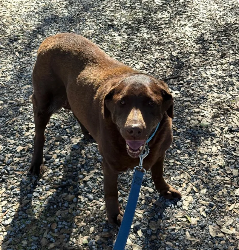 Truffles thumbnail 2