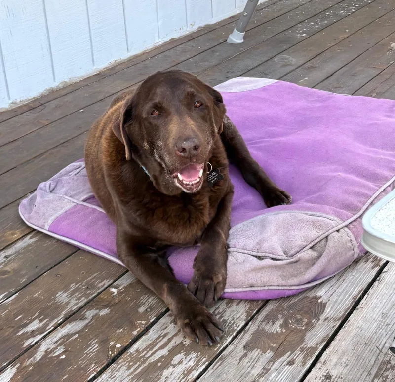 Truffles thumbnail 3