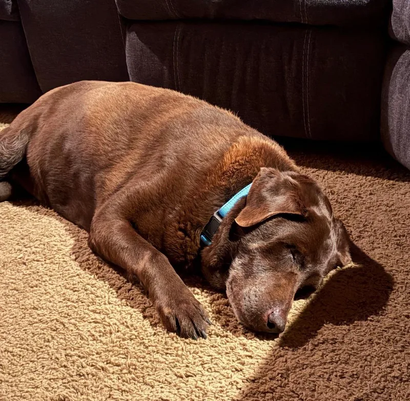 Truffles thumbnail 4