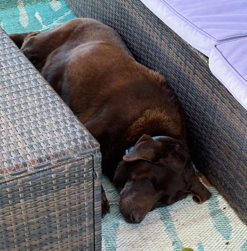 Truffles thumbnail 5