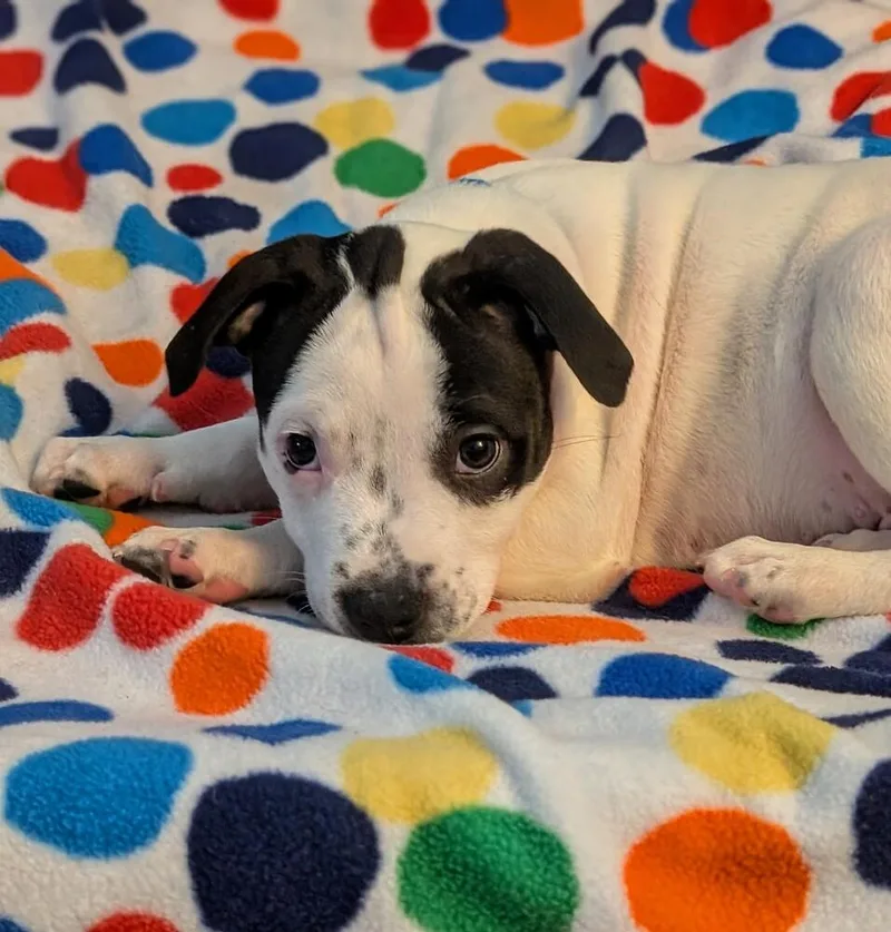 A baby large-sized male Terrier dog named Benny Bramble for adoption in Waunakee, WI