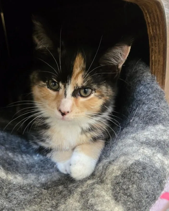 A baby small-sized female Calico cat named Miso for adoption in New Rochelle, NY