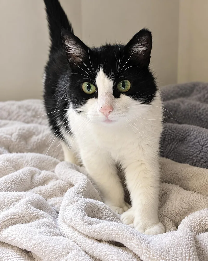 An adult medium-sized female Black & White / Tuxedo American Shorthair cat named Livia for adoption in Philadelphia, PA