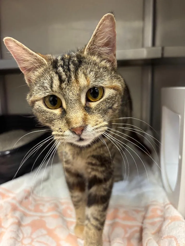 A young large-sized female Domestic Short Hair cat named Shelby for adoption in Liverpool, NY