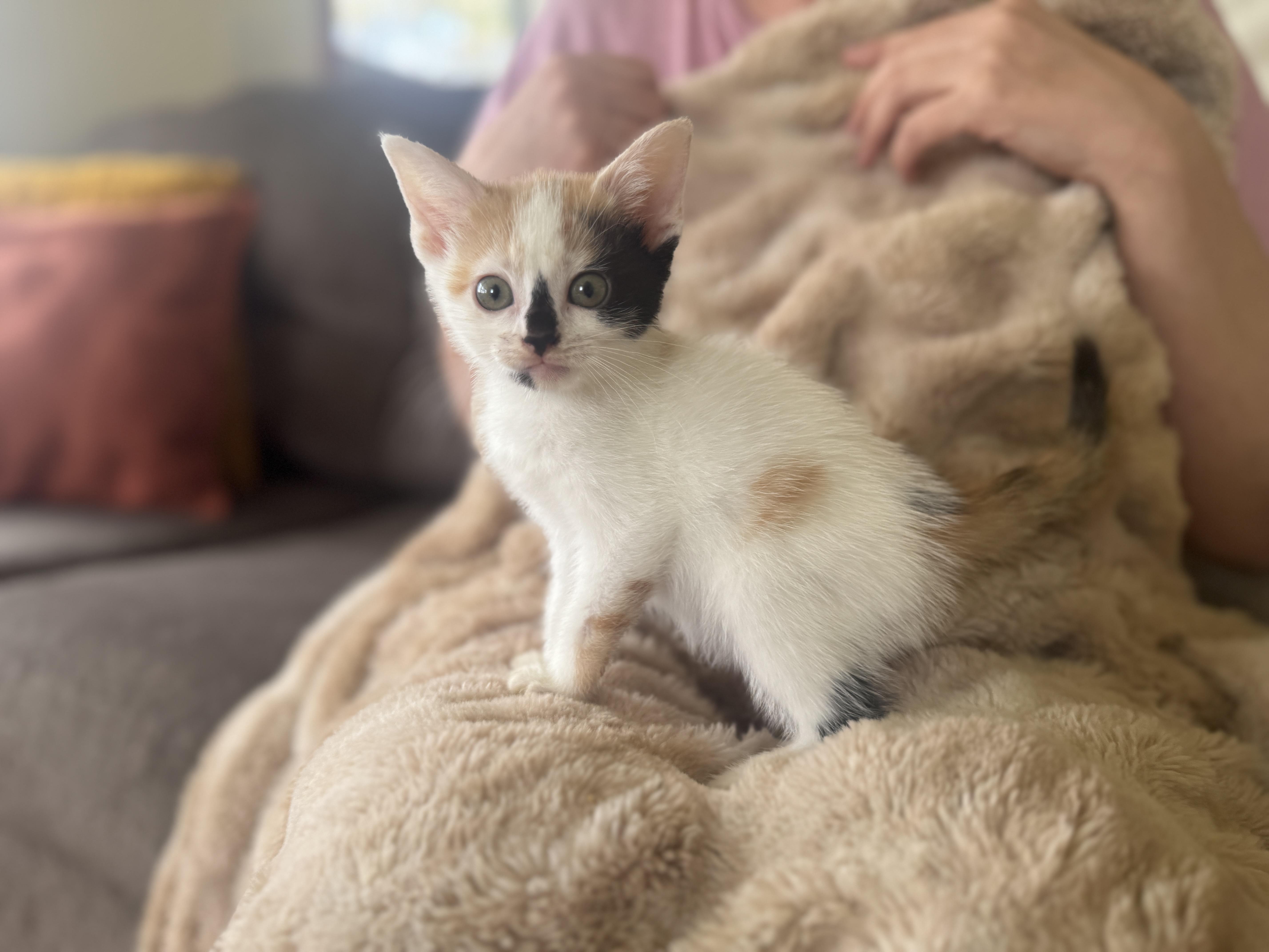 Snowbelle thumbnail 2