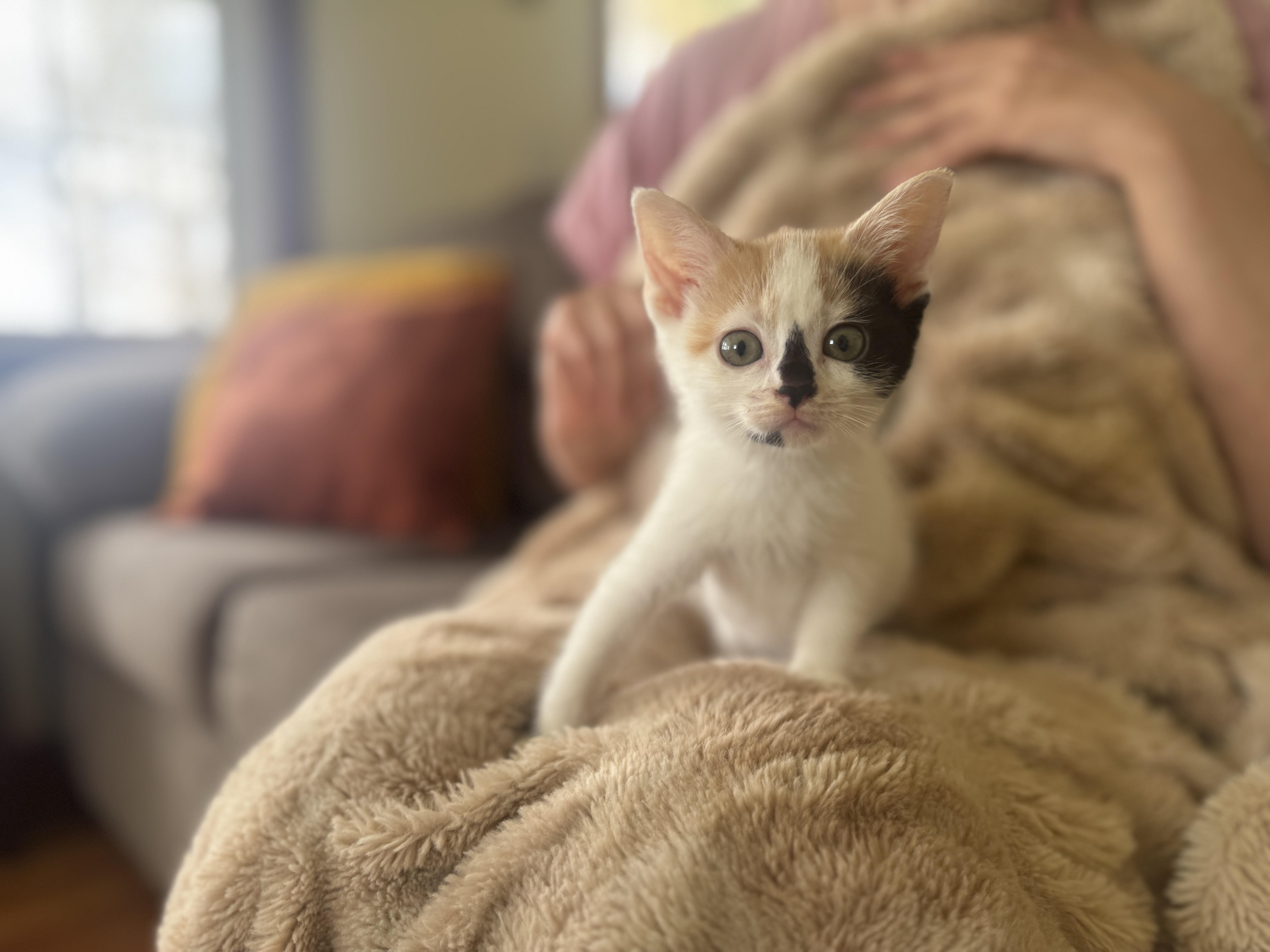 Snowbelle thumbnail 3