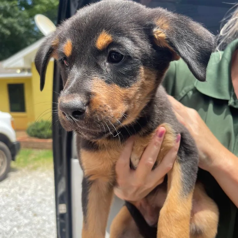 A baby small-sized female Black Mixed Breed dog named Juno for adoption in Valley, AL
