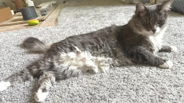 An adult medium-sized male Gray & White Domestic Short Hair cat named Fluff for adoption in Oviedo, FL