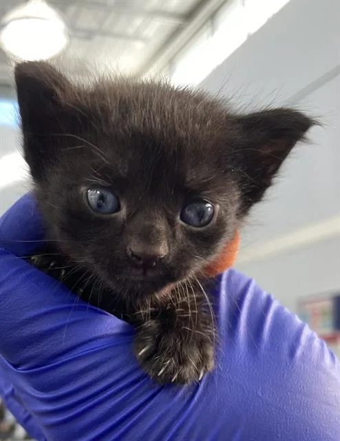 A baby medium-sized male Domestic Short Hair cat named Woody for adoption in Dallas, TX