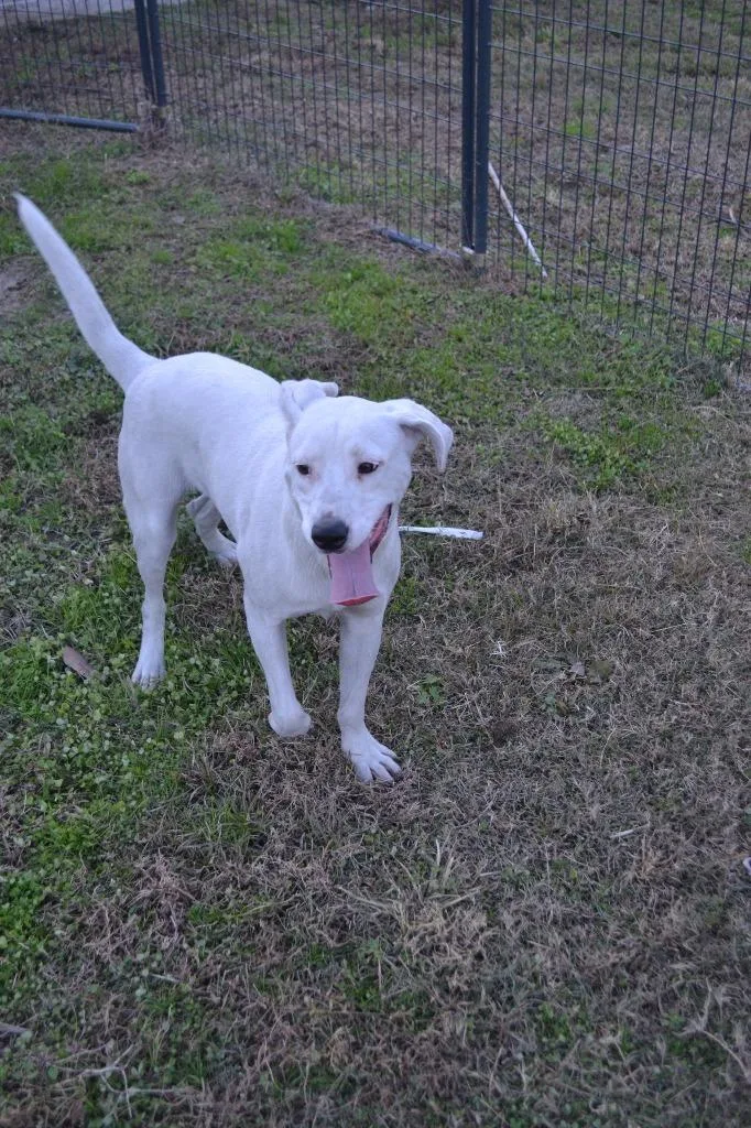 A young large-sized male Labrador Retriever dog named Buster for adoption in Greenwood, MS