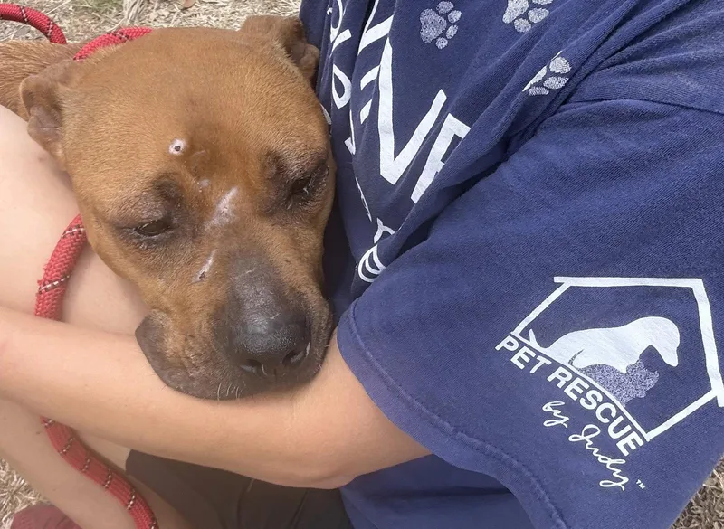 An adult medium-sized female Black Mouth Cur dog named Maple TRAINING CAMP for adoption in Sanford, FL