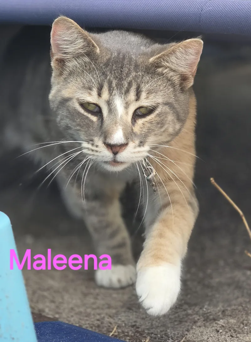 Maleena