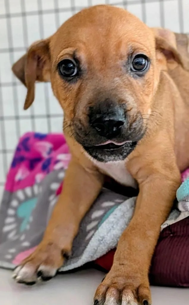 A baby small-sized male Mixed Breed dog named Barry for adoption in St. Augustine, FL