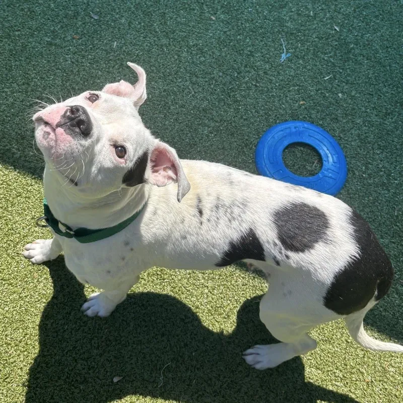 An adult medium-sized female White / Cream Boxer dog named Kiora for adoption in Greensboro, NC