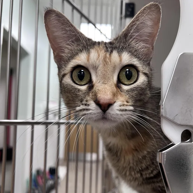 A young medium-sized female Brown / Chocolate Domestic Short Hair cat named Farrah for adoption in Arlington Heights, IL