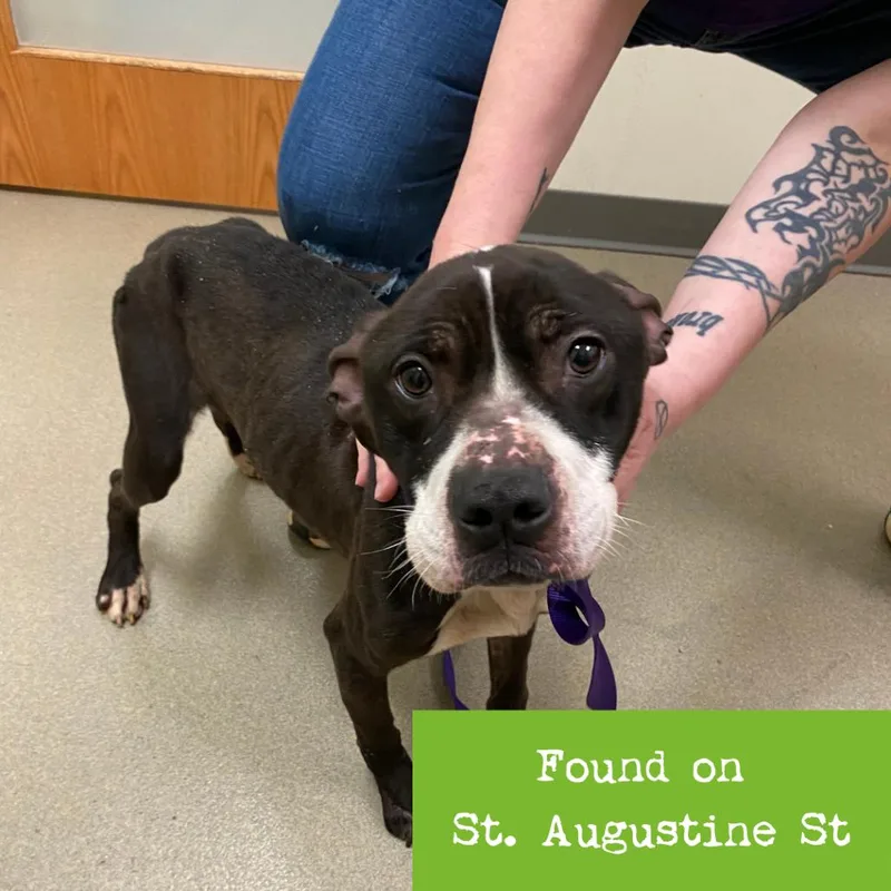 An adult medium-sized male Black Pit Bull Terrier dog named Ernie for adoption in Lynchburg, VA
