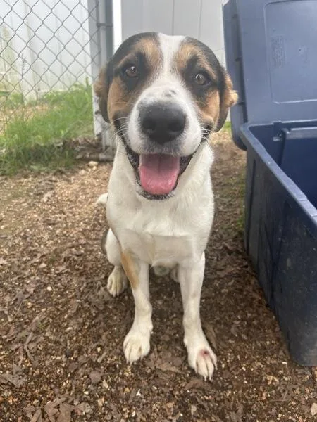 An adult medium-sized male Hound dog named Petey for adoption in Osage Beach, MO