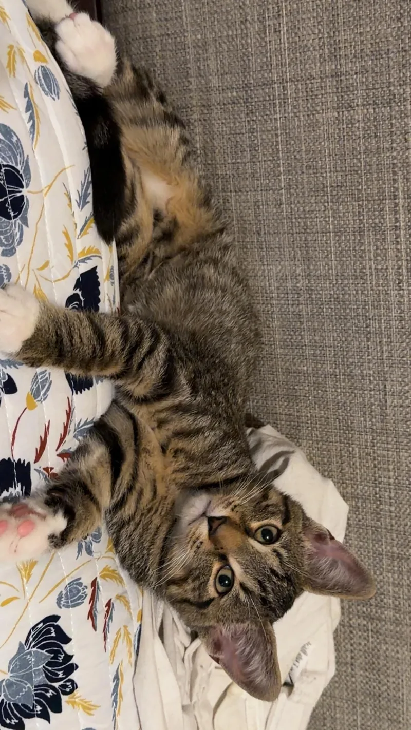 A baby medium-sized male Brown / Chocolate American Shorthair cat named Marco for adoption in Galloway, NJ
