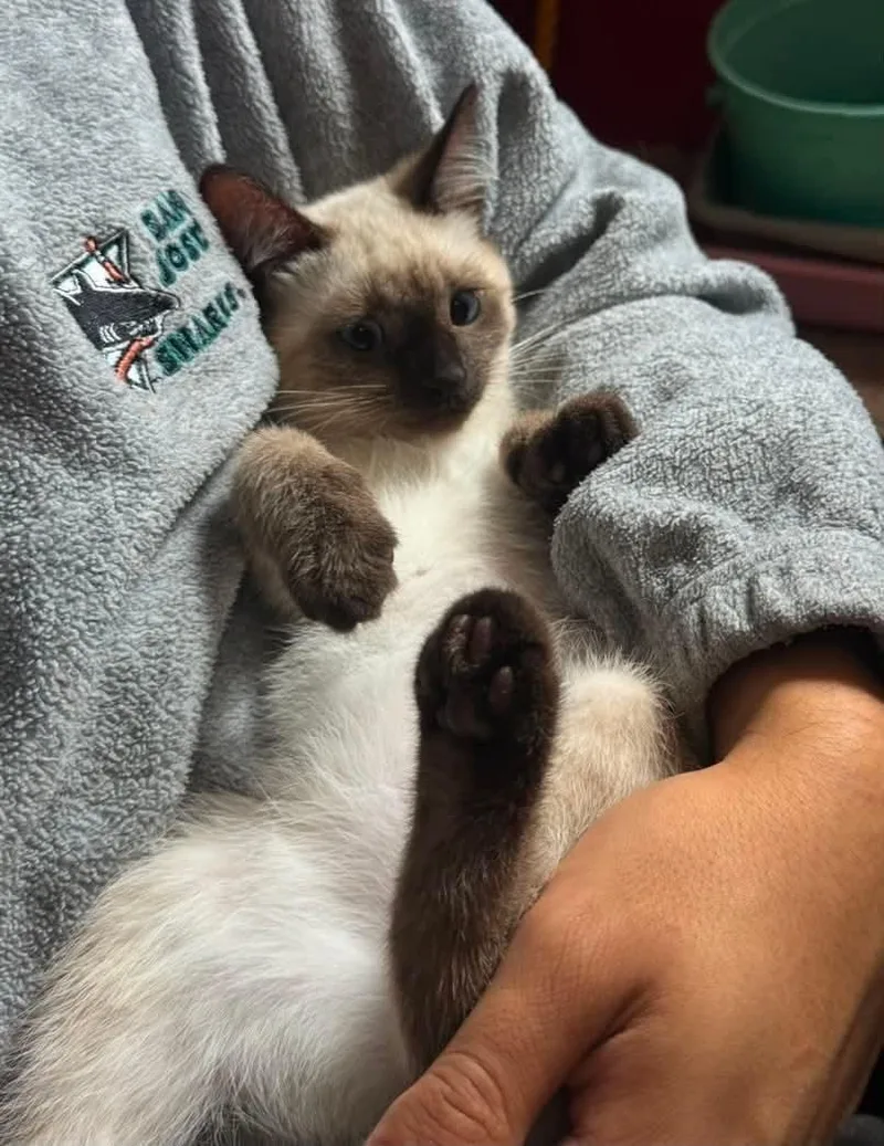A young medium-sized male Domestic Short Hair cat named Harry  George  for adoption in Hoopa, CA