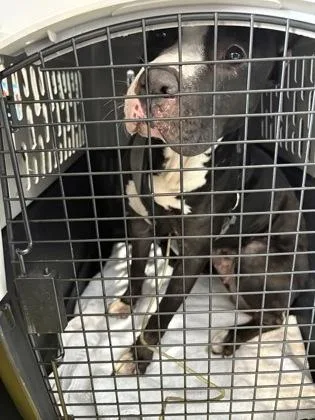 An adult large-sized female Mixed Breed dog named Genie for adoption in West Chester, PA