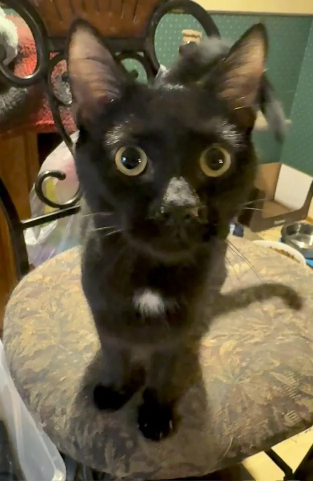 Alvin