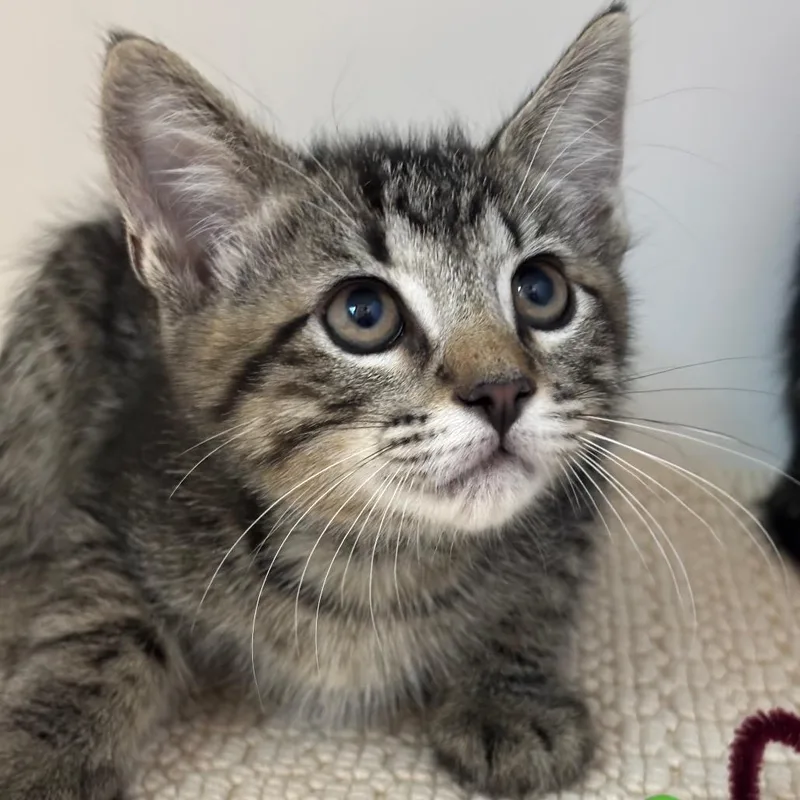 A baby small-sized male Brown / Chocolate Domestic Short Hair cat named Banana for adoption in League City, TX
