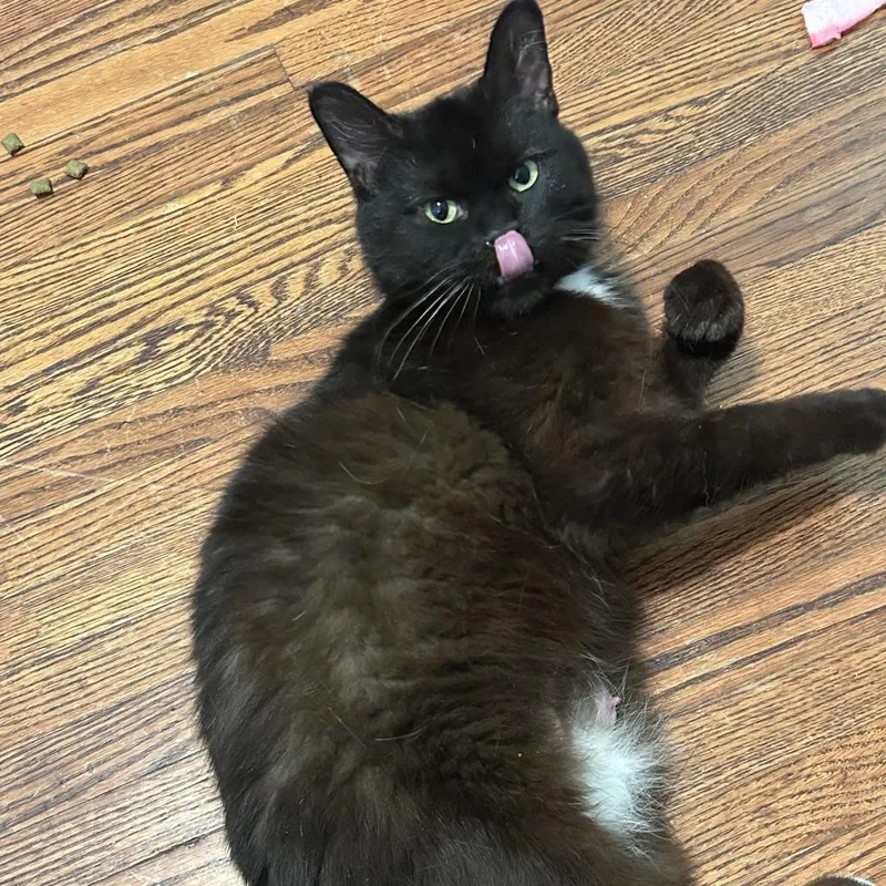 Midnight thumbnail 2