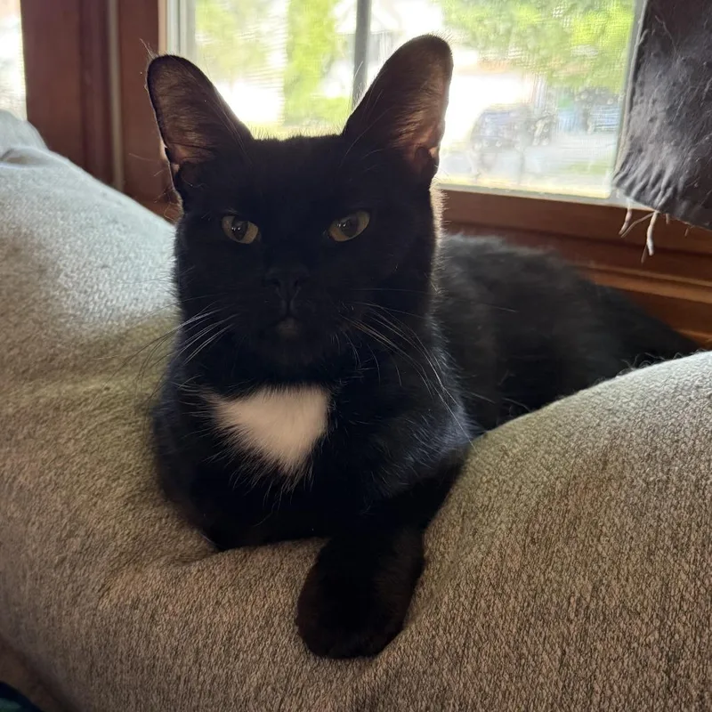 Midnight thumbnail 3