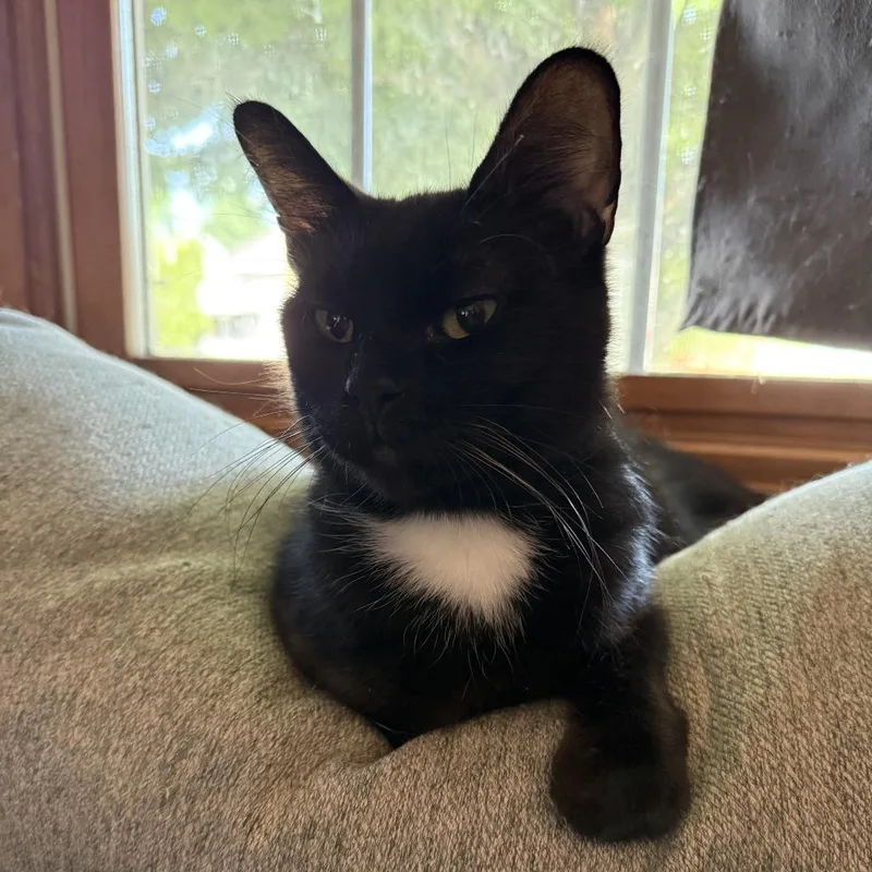 Midnight thumbnail 4