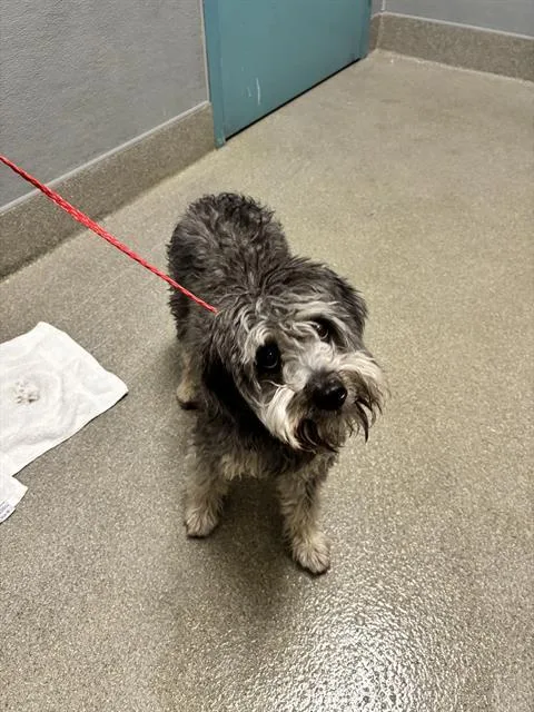 An adult medium-sized female Terrier dog named Luna for adoption in Las Vegas, NV