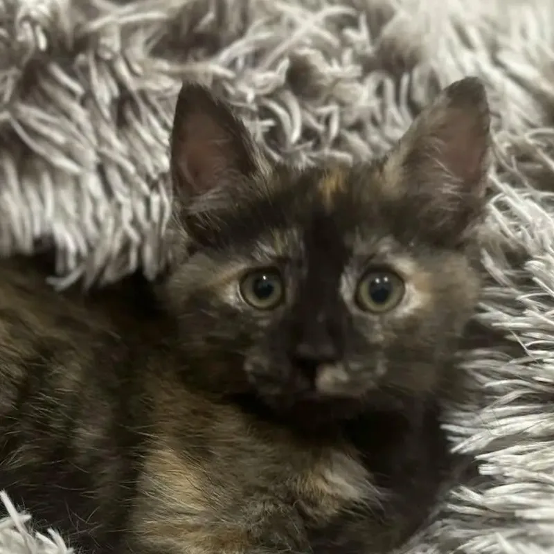 A baby large-sized female Tortoiseshell cat named Junebug for adoption in HANSON, MA