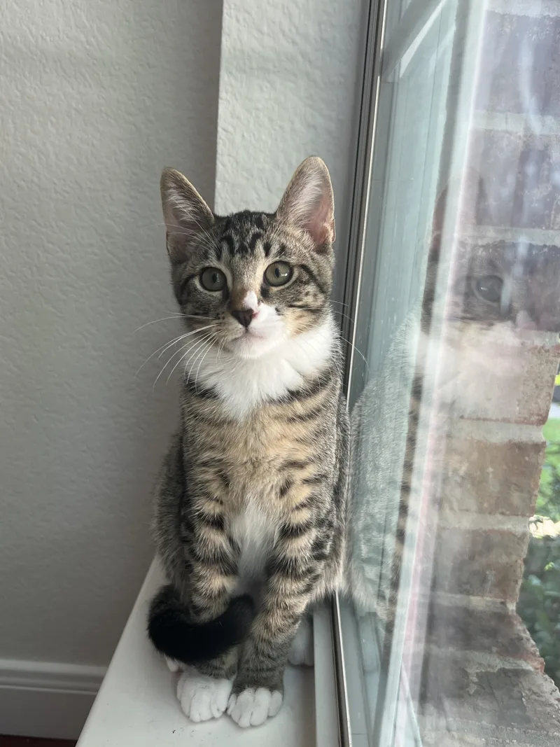 A baby small-sized male Tabby cat named Brown Sugar for adoption in Round Rock, TX
