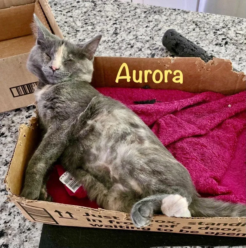 A baby medium-sized female Domestic Short Hair cat named Aurora for adoption in Reston, VA
